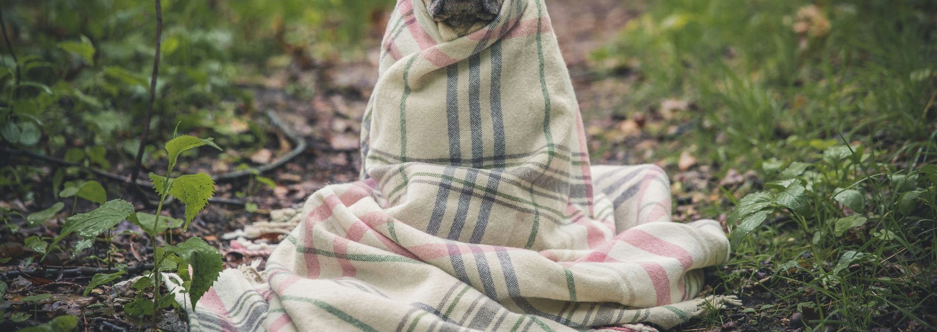 fawn pug covered by Burberry textile between plants