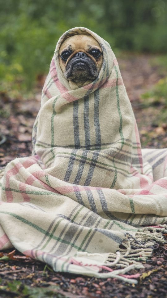 fawn pug covered by Burberry textile between plants