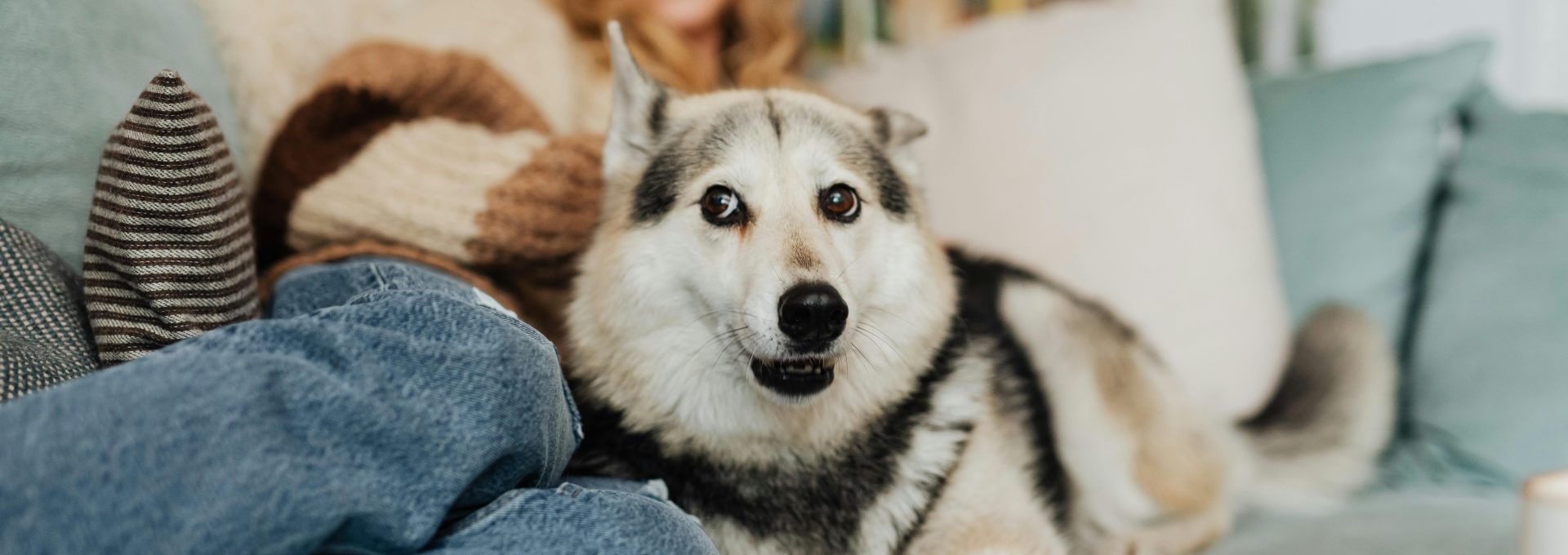 a woman sitting on a couch with a husky dog at The Outlook Ridge Apartments
