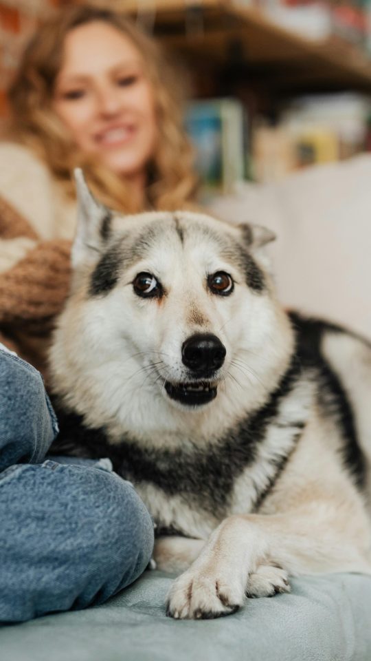a woman sitting on a couch with a husky dog at The Outlook Ridge Apartments